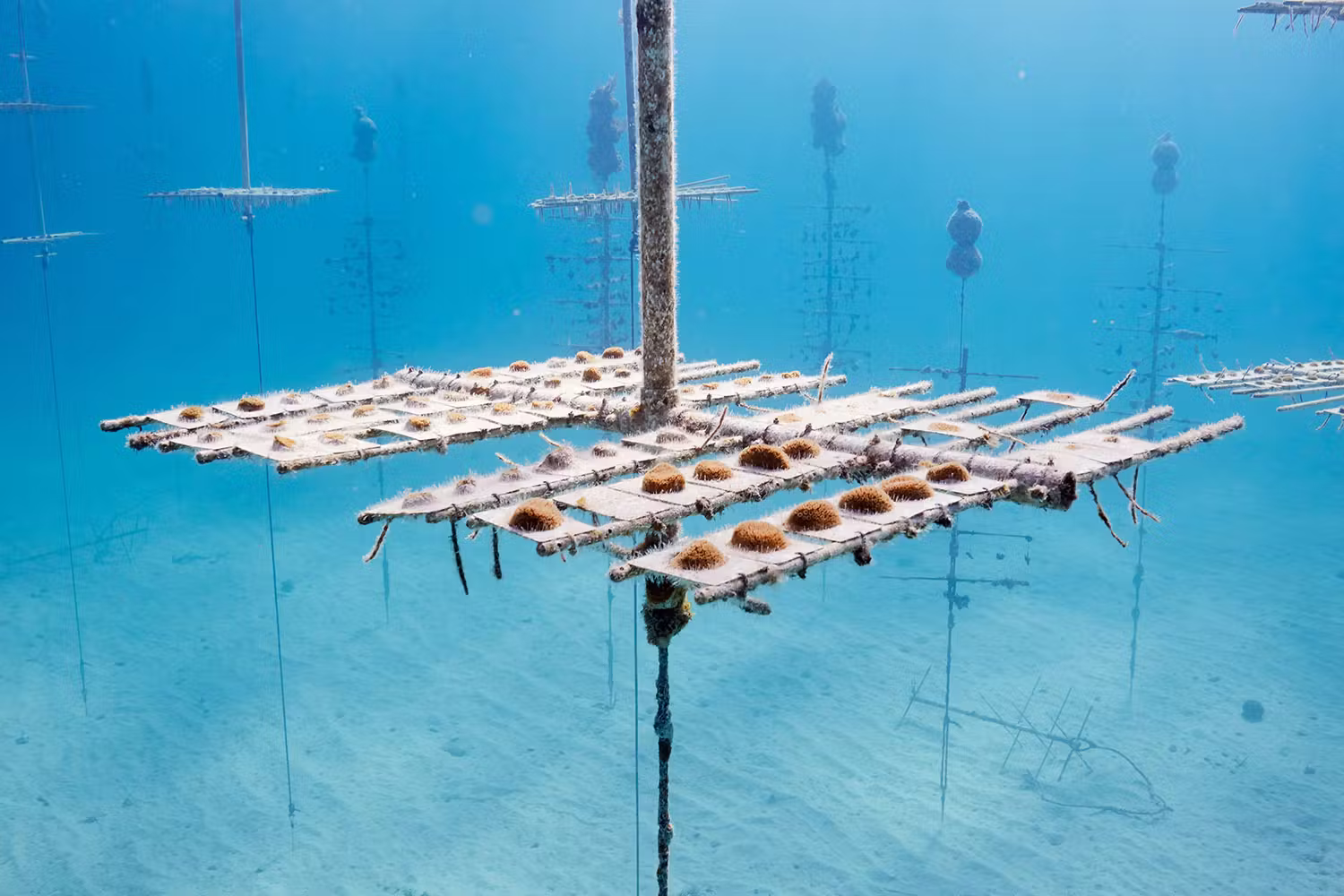 Coral Nursery, Florida Keys